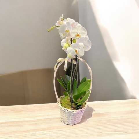 Plants