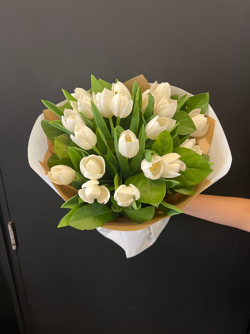snow tulip