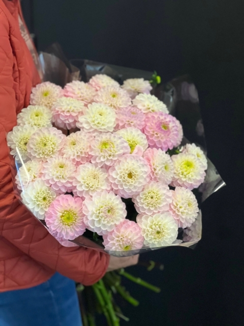 Peony Bloom